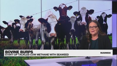 Curbing cow burps to help the planet