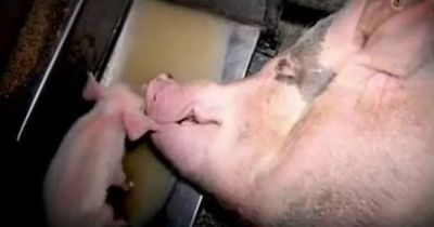 Butcher killed by own meat cleaver after pig retaliated in slaughterhouse