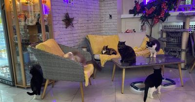 Glasgow's Purrple Cat Cafe seeking staff to help look after adorable residents