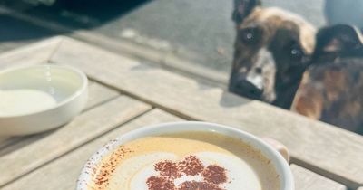 The best dog friendly cafes and pubs in Wales