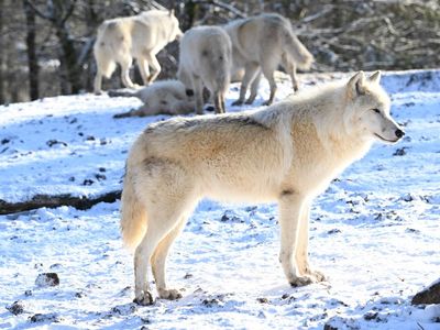 Alaskan Wolves Have Eaten So Many Deers They’re Now Hunting Sea Otters