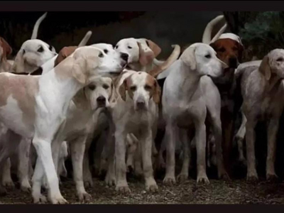 Optical illusion: Only 5 percent people can spot the Tiger hiding among dogs