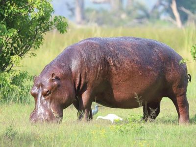 Australians big on hunting trophies