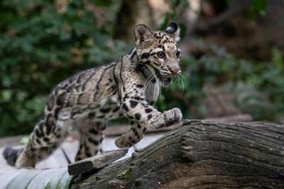 Dead vulture, missing panther: mystery at the Dallas Zoo