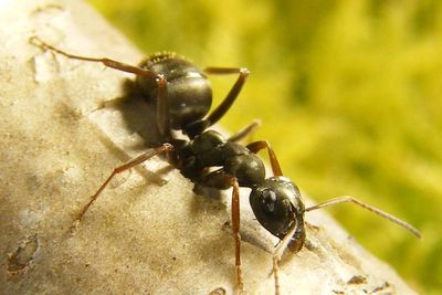 Ants detect scent of cancer in urine – research