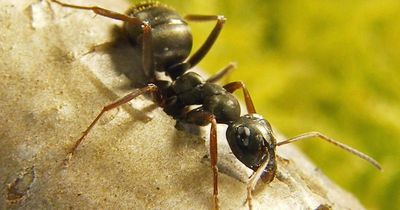 Ants can detect scent of cancer in urine – research