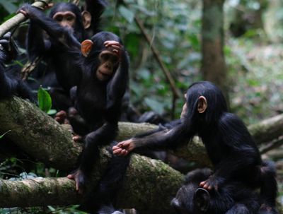 Chimp off the old block: humans still understand gestures made by great apes