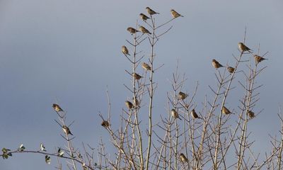 Country diary: The linnets have brought out the merlins – and the twitchers