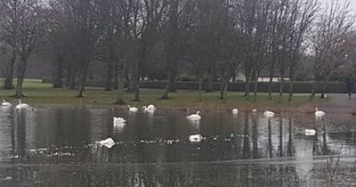 Heartbreaking scene at Glasgow park as eight swans die in bird flu outbreak