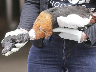 Wildlife service calls for duck hunt ban