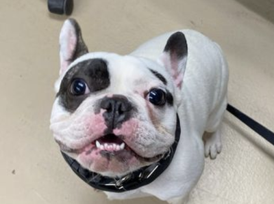 A New York shelter says Ralphie the dog is a jerk, but it still wants him adopted