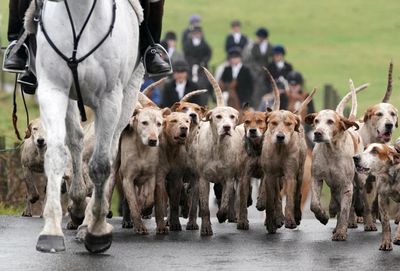 ‘Monumental day’ as Holyrood passes new laws on hunting with dogs