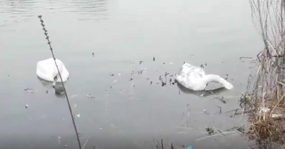 Eight swans die at Scots park in bird flu outbreak which 'could impact their population'