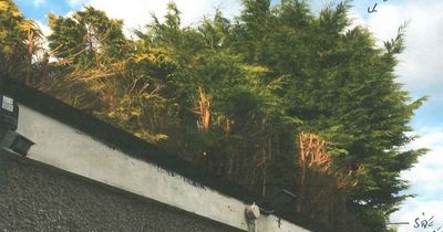 Scots couple who claimed neighbours' 32ft hedge was fire risk lose battle to chop it down