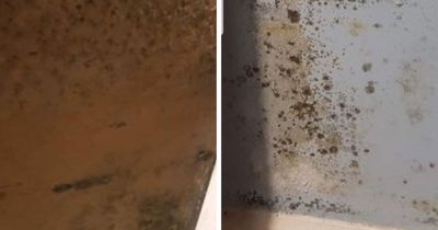 Black mould in 'disgusting' flat makes seven-year-old 'ill' and causes carer mum 'sleepless nights'