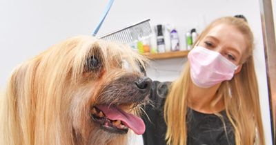 Dog grooming salon and new hot food takeaway plans submitted to South Ayrshire Council