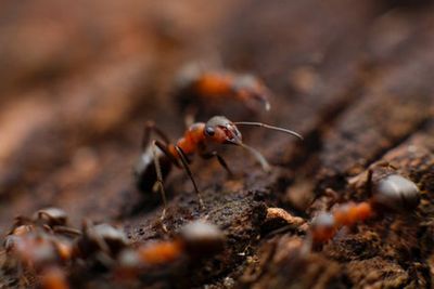 Ants can ‘sniff out’ cancer in urine samples finds new research