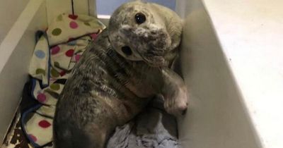 Gardaí rescue adorable seal pup spotted trying to cross the road in Galway