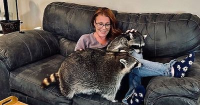 Raccoons 'fat shamed' as owner treats them to Wotsits, pizza and McDonald's