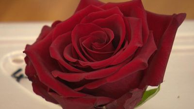Fifty shades of rose: From French perfume to cuisine
