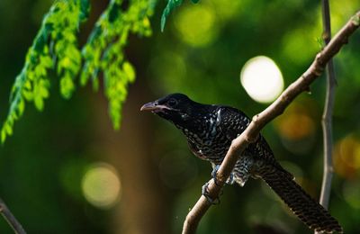 Unusual sightings of ‘devil bird’ across Melbourne raise migration mysteries for researchers