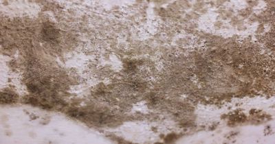 Council tenant was unable to cook for months due to strong stench of untreated damp in kitchen