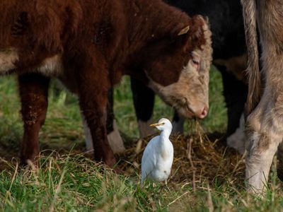‘It feels like a sign’: joy at rise in cattle egrets on wildlife-friendly UK farms