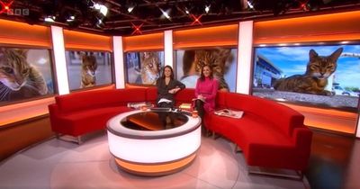 BBC Breakfast pays tribute to 'local celebrity' Paul the cat