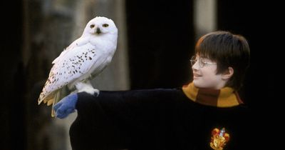 Mum-to-be branded 'cruel' as she picks Harry Potter related name for baby