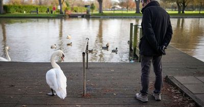 Can humans catch bird flu as eight swans die from disease in Glasgow park