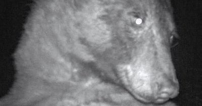Hundreds of hilarious 'bear selfies' found on wildlife camera trap in Colorado