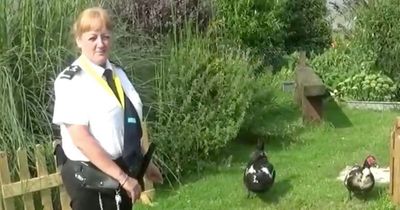 Former police chief blasts prison therapy ducks for convicted gang members