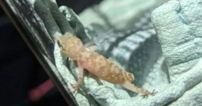 Gecko survives 3,000 mile journey from Egypt stowed away in punnet of Lidl strawberries