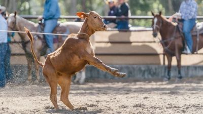 RSPCA renews calls for calf roping ban after new study confirms high levels of animal distress