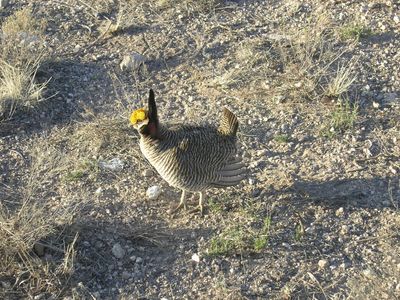 Agency delays protections for imperiled bat, prairie chicken