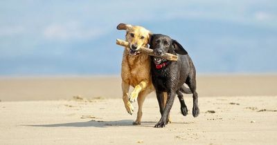 Taking your dog on holiday, can they go on planes, trains and ferries?