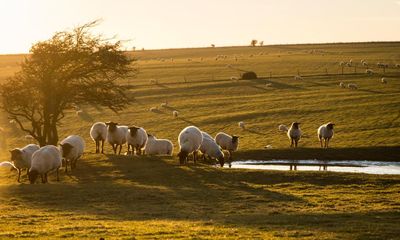 Post-Brexit farm subsidies in England revealed