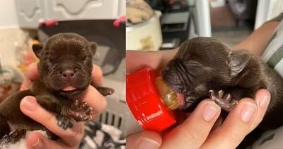 Puppies with umbilical cords still attached dumped in woodland and left to die