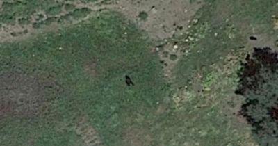 Bigfoot mystery as huge 7.5ft ape-like creature spotted roaming on Google Earth