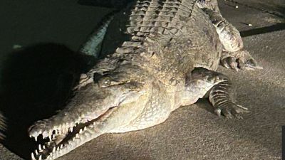 'Massive' crocodile found on the loose in Fitzroy Crossing after WA floods