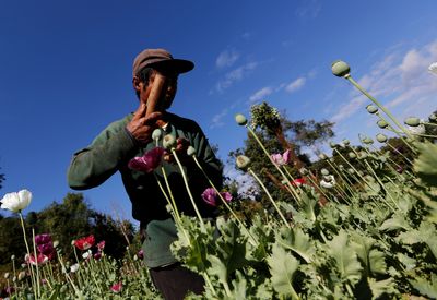 Opium cultivation surges since Myanmar military seized power: UN