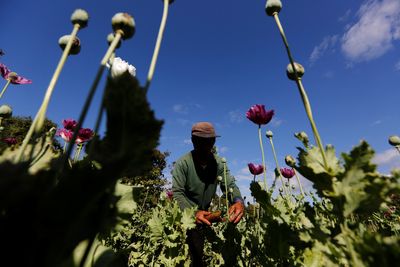 Myanmar opium cultivation surging under military rule - UN report