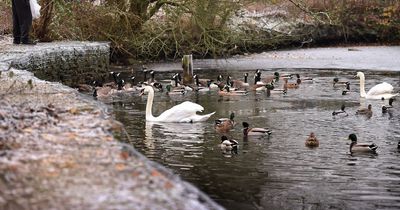 The hidden Greater Manchester woodland which looks magical in winter