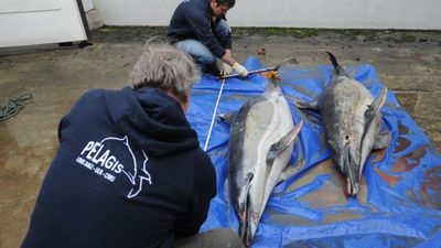 Surge in number of dolphin deaths sparks call for halt to Atlantic fishing