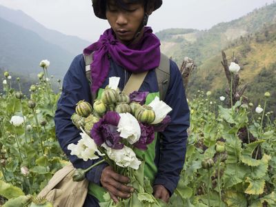 Opium farming surges in Myanmar since the military coup, the U.N. says