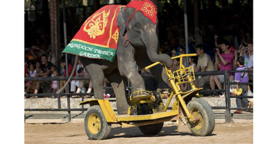 Stop UK firms profiting from animal abuse in overseas tourist attractions