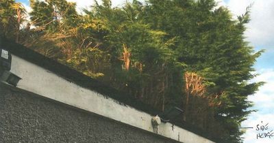 Gutted Scottish couple lose battle to chop down neighbours' 32ft hedge