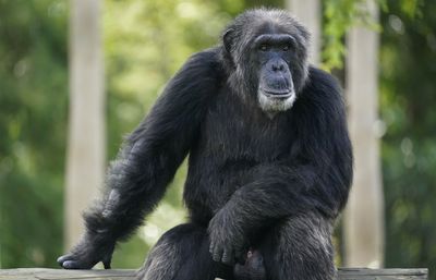 Humans can correctly identify several gestures made by apes, a new study shows