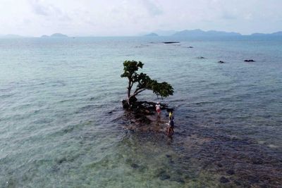 Arborists called in to rescue 'comic islet' tree