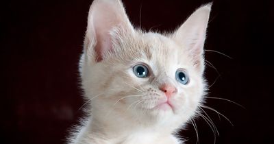 Looking at cute kittens and puppies can damage your teeth